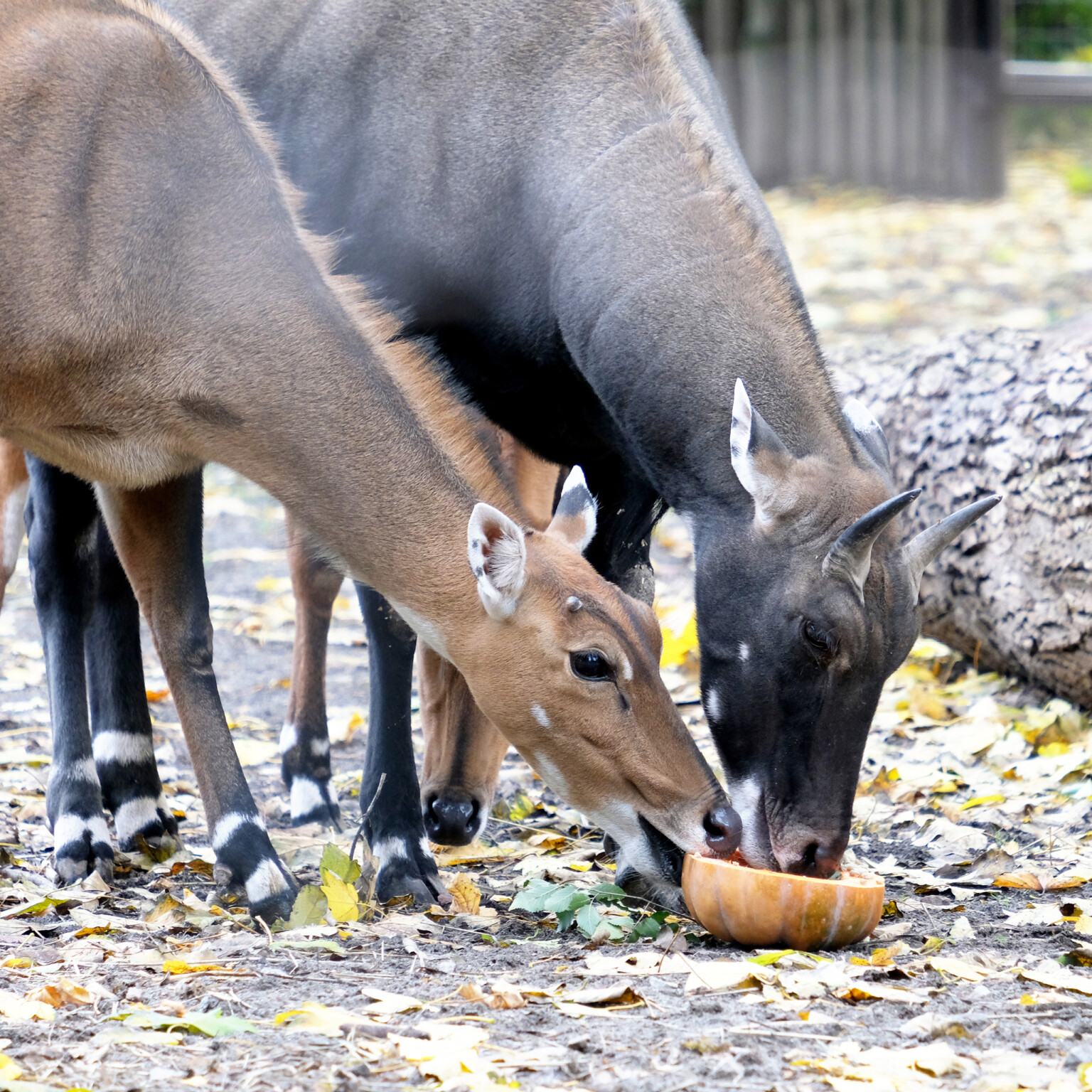 imgbig Економічні новини - головні новини України та світу