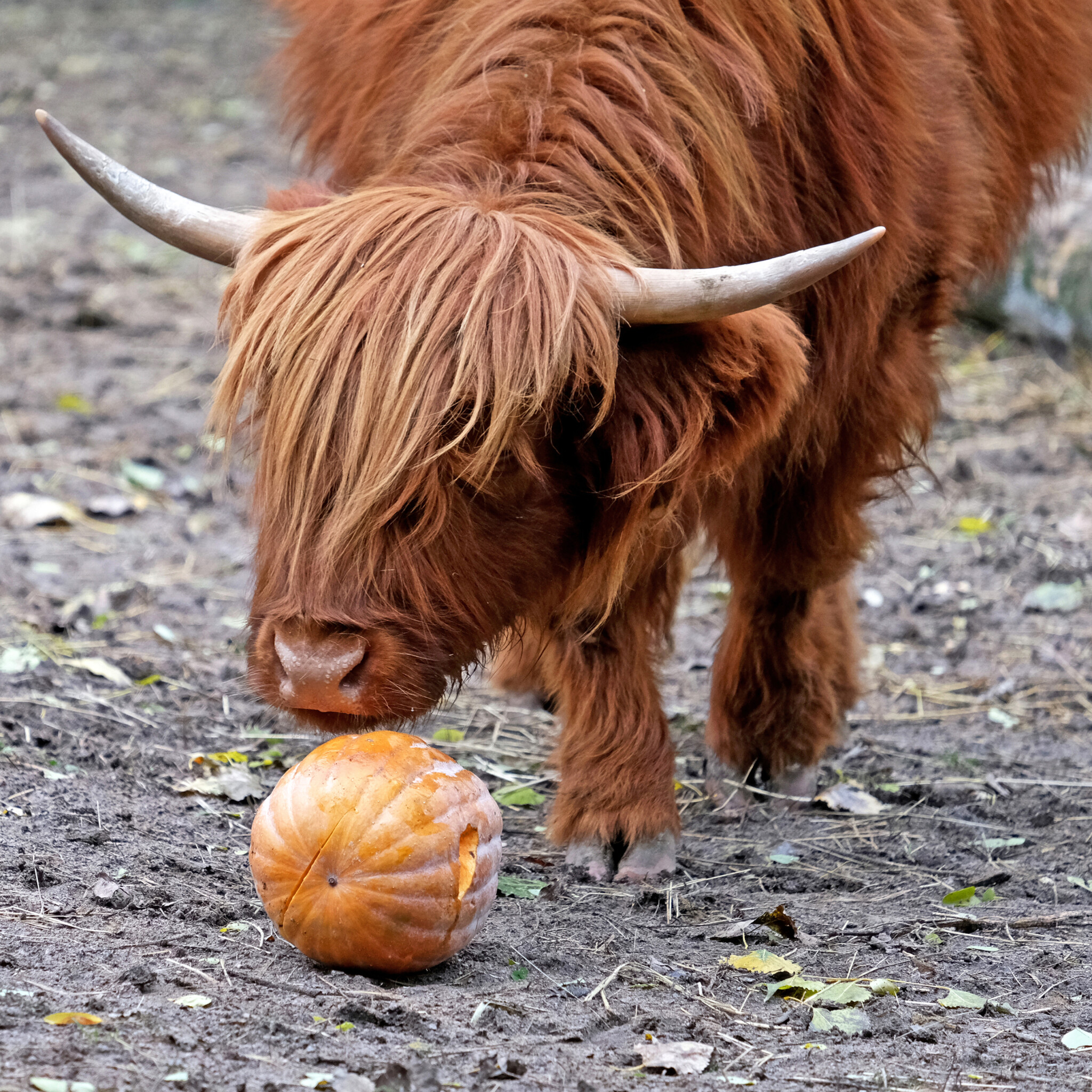 imgbig Економічні новини - головні новини України та світу