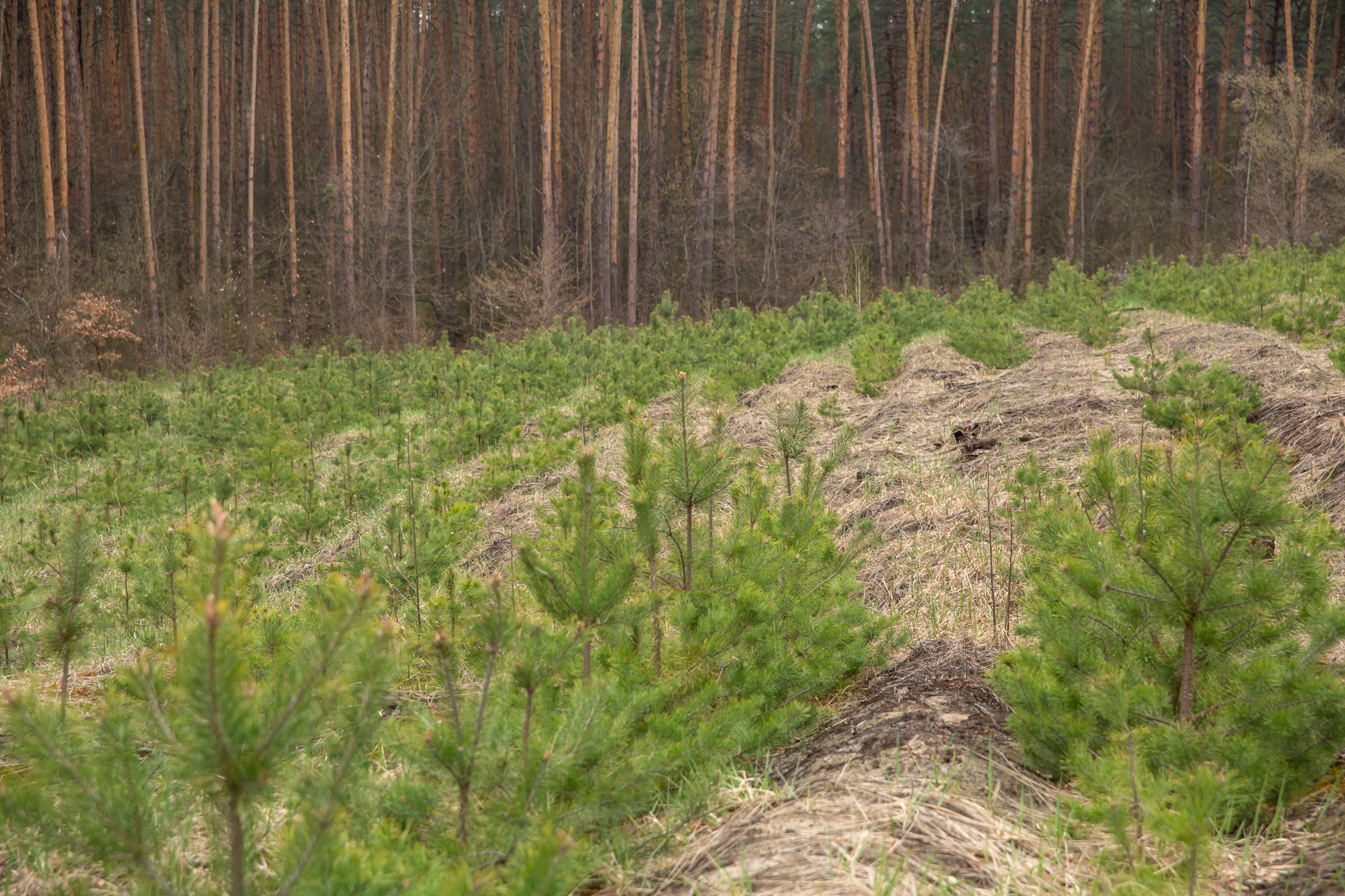 Лесовосстановление лиственница лес