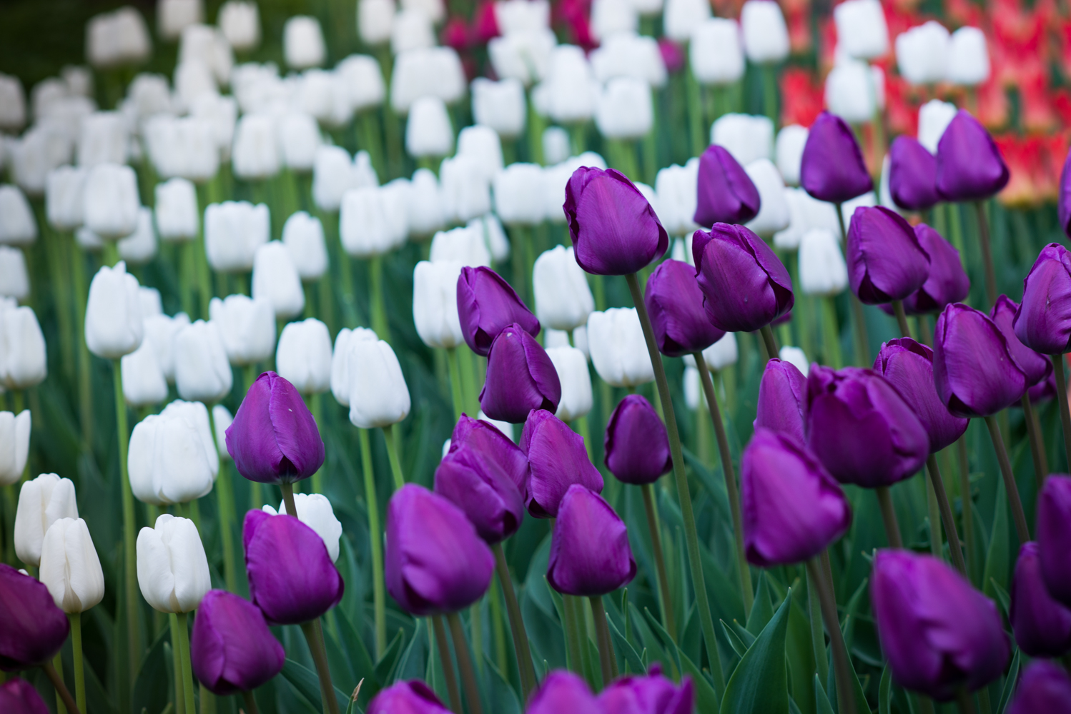 У Києві відкриється фестиваль тюльпанів «Навколо світу»